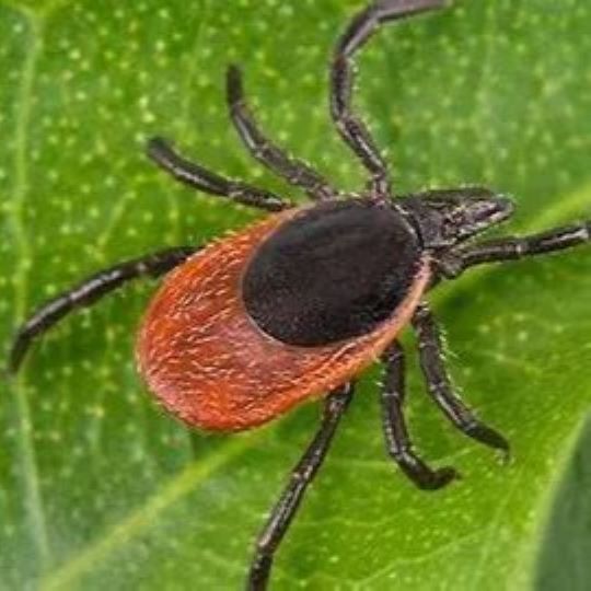 SERVICES HALLS TREE AND SHRUB CARE INC.