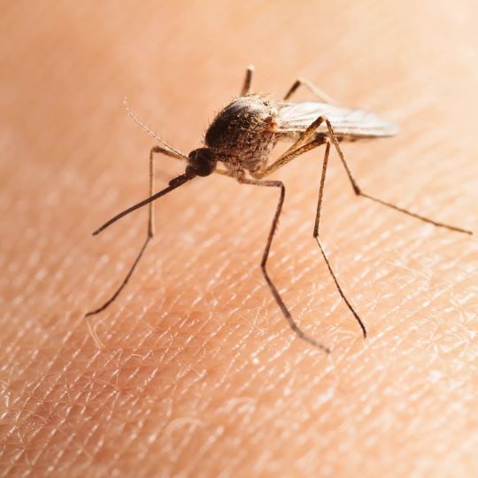 SERVICES HALLS TREE AND SHRUB CARE INC.